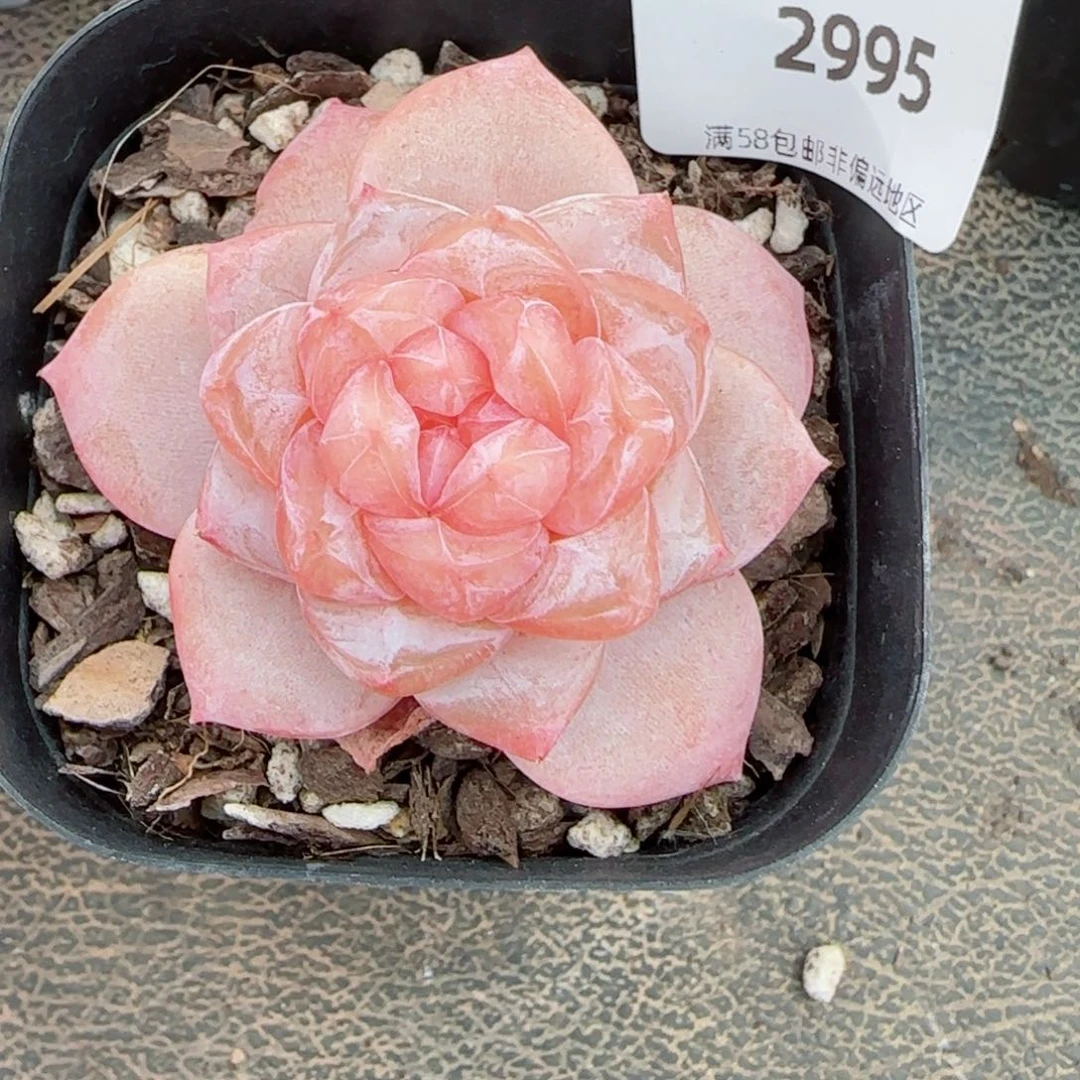 粉海湾，2995多肉植物