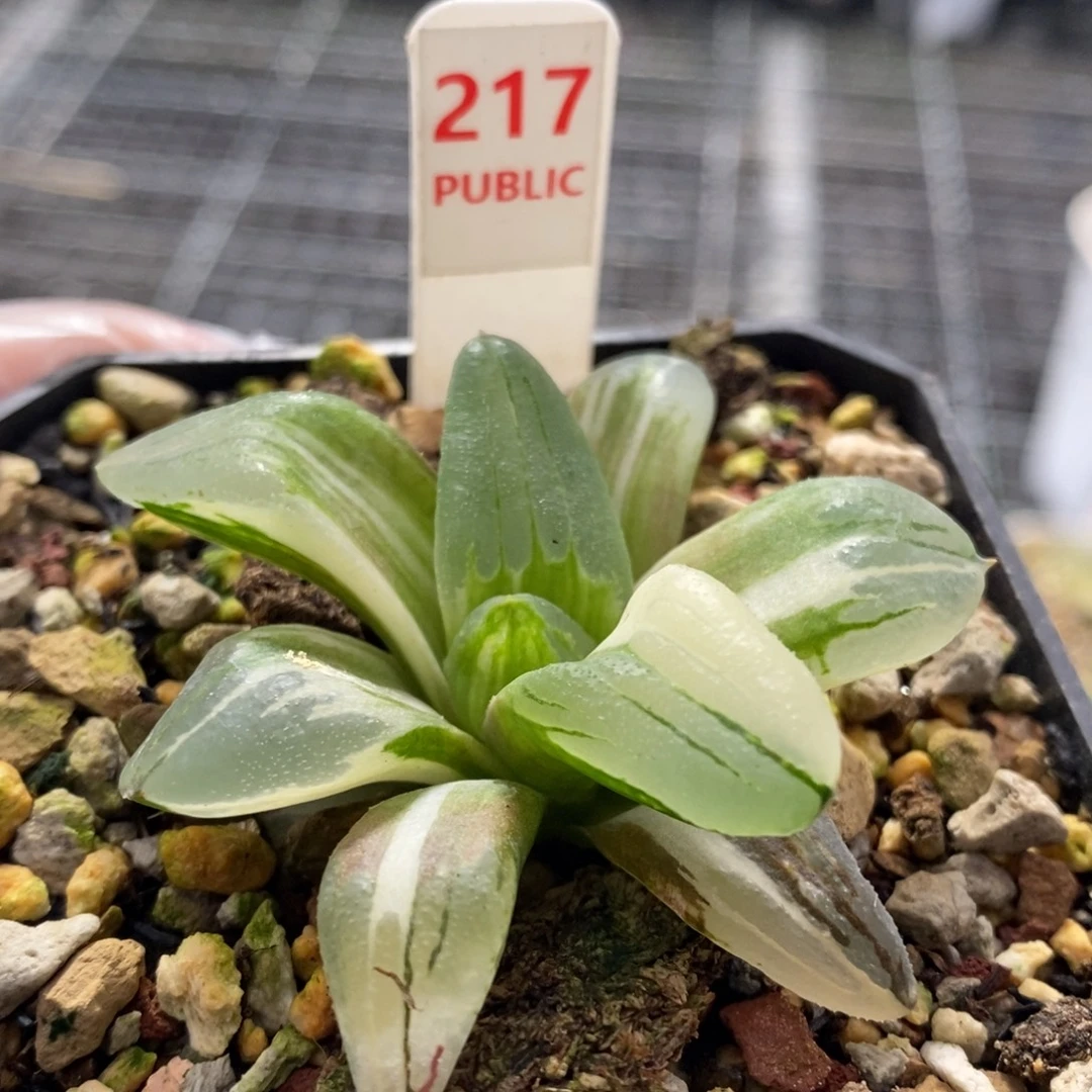 217号冰城锦多肉植物