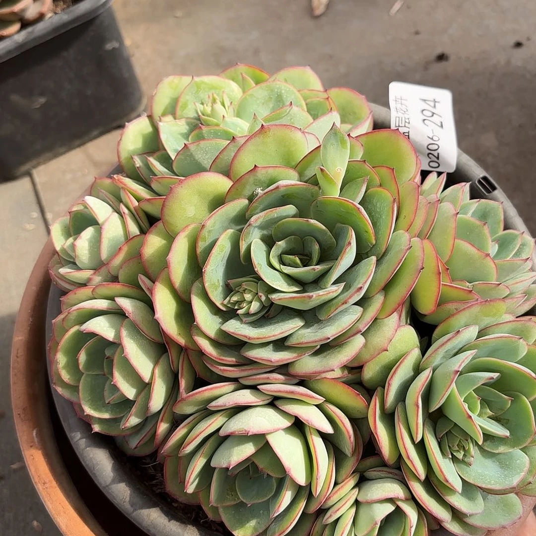 同温层多肉牡丹亭294