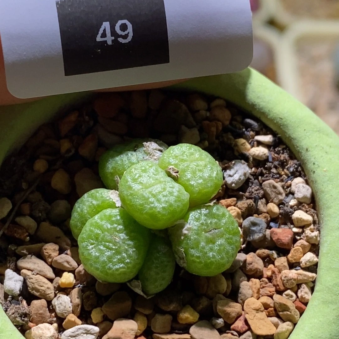 Z***z好看49号好看好看好看拉登子