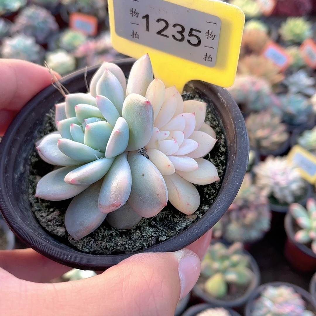 *****1235号多肉植物组合
