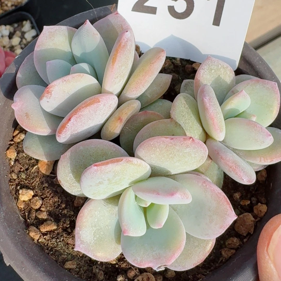 奶茶小脸         精品多肉