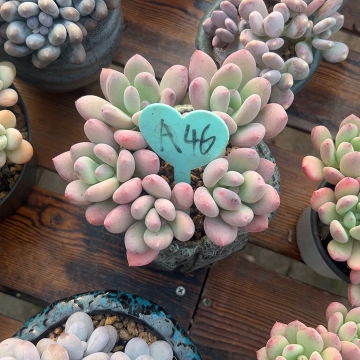 冬***雪多肉植物一物一拍