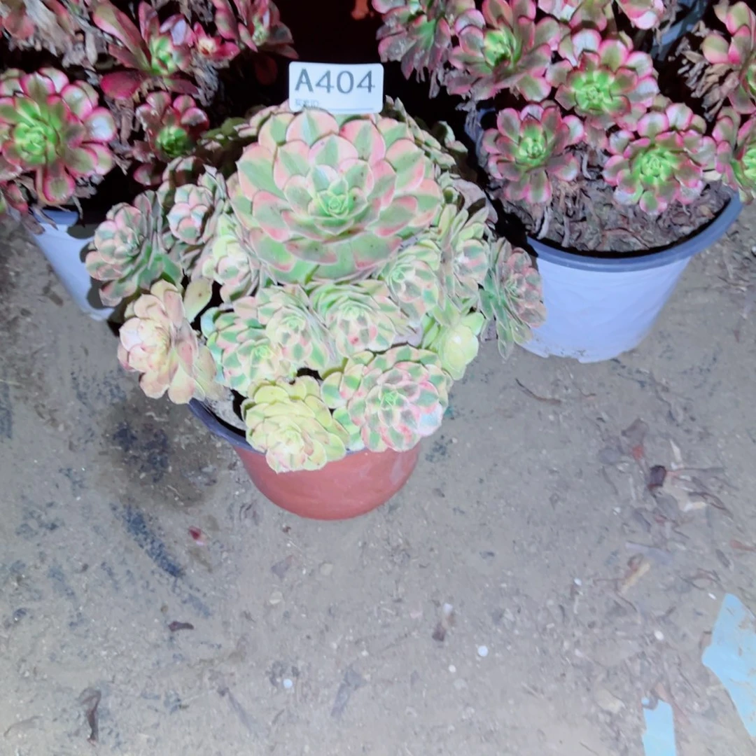 T***哈404雨荷多肉植物法师