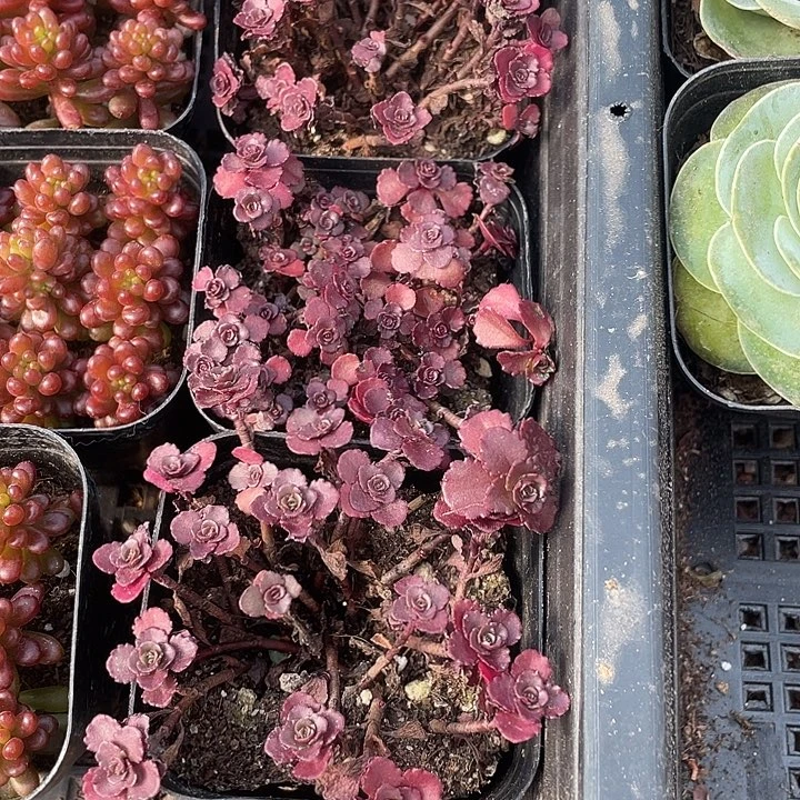 小球玫瑰带盆土发