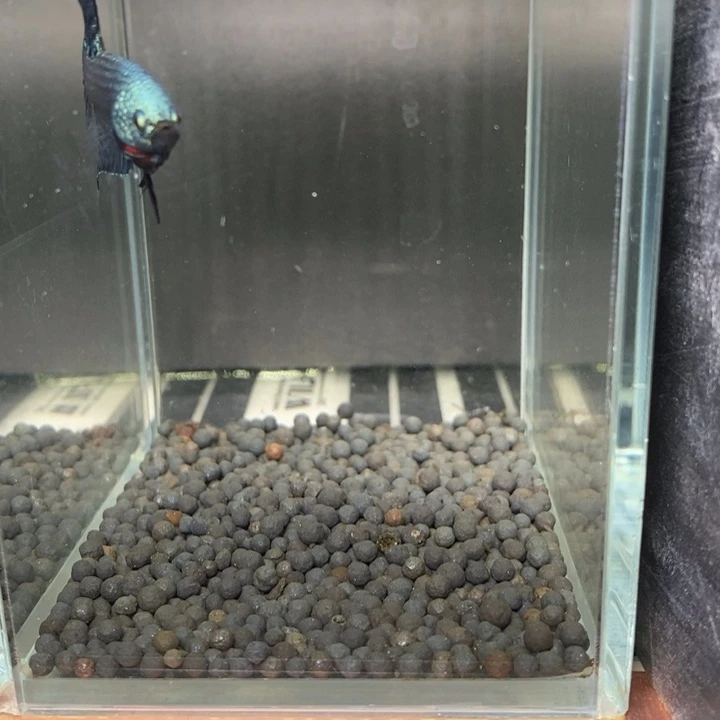 斗鱼泰国斗鱼551号