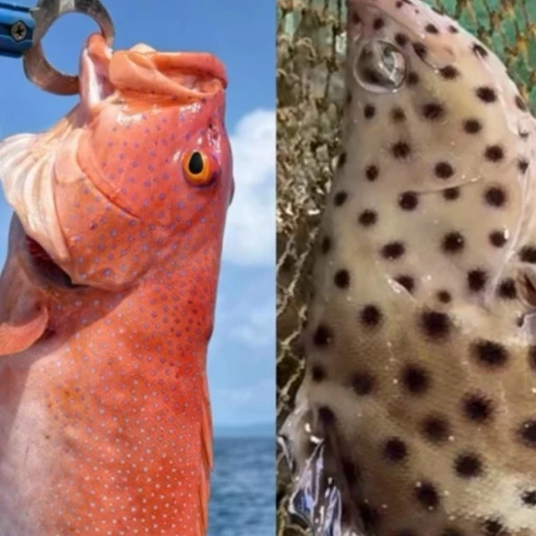 东星斑 老鼠斑 顺丰包邮