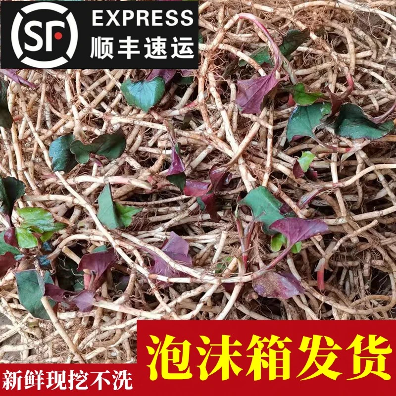 顺丰直发 贵州鱼腥草新鲜嫩根折耳根云南节儿根特产凉拌味道现挖