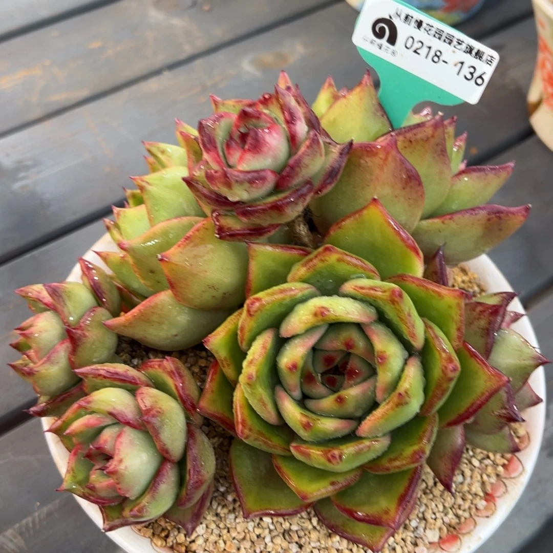 从前慢多肉精选编号0218.136格罗利恩宝石