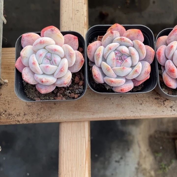 橙梦露单头一颗冠幅5-6厘米20包邮新疆西藏不发