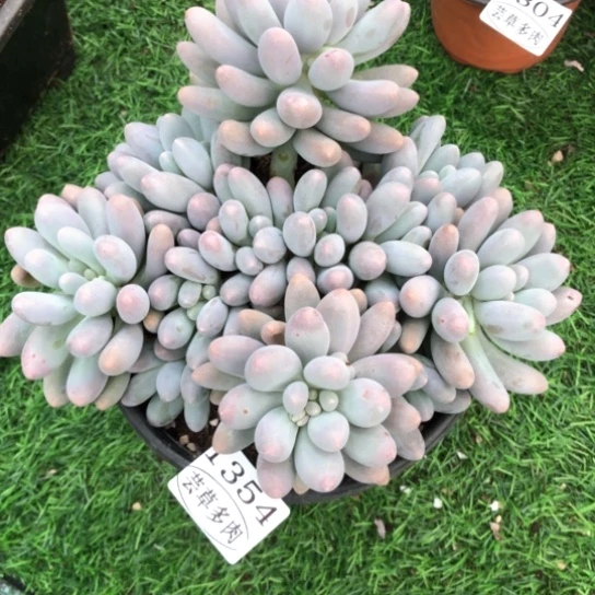 汤圆，1354，一物一拍