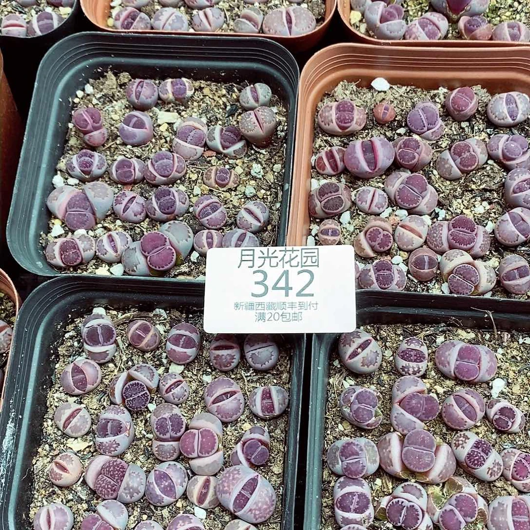 量拍量拍342一盒