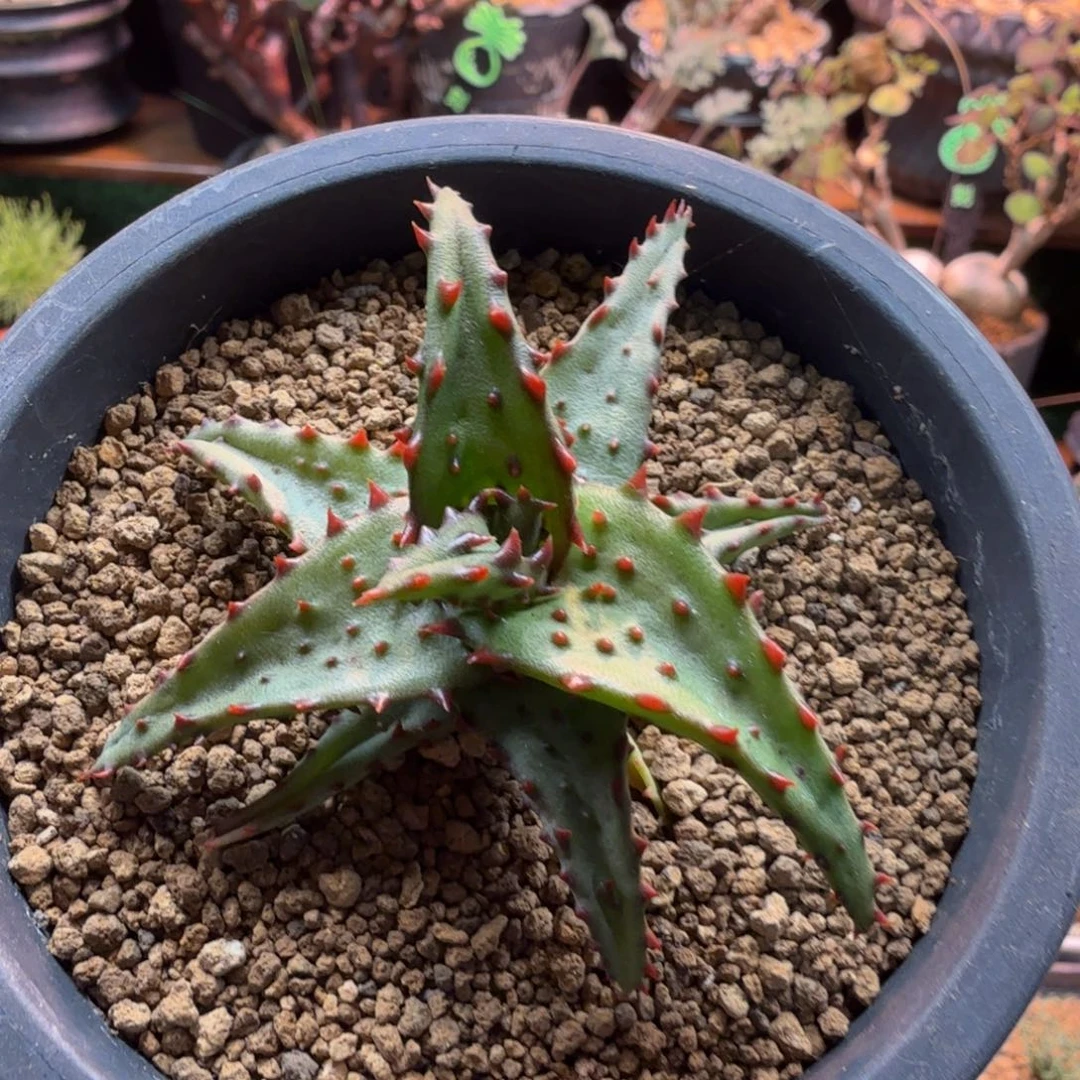 强刺卡萨蒂886 仙人球