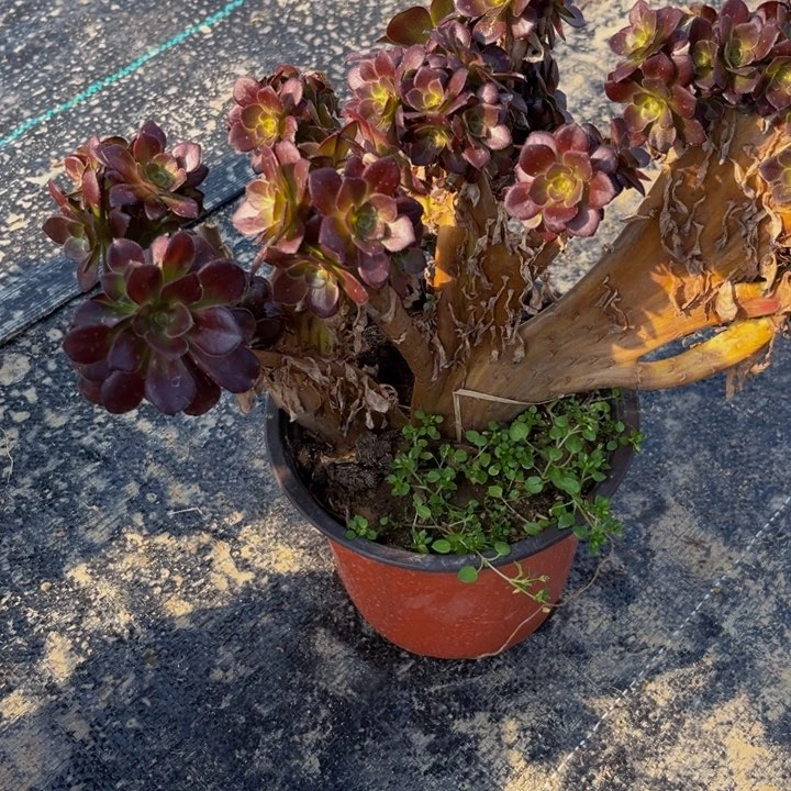 149多肉植物一物一拍