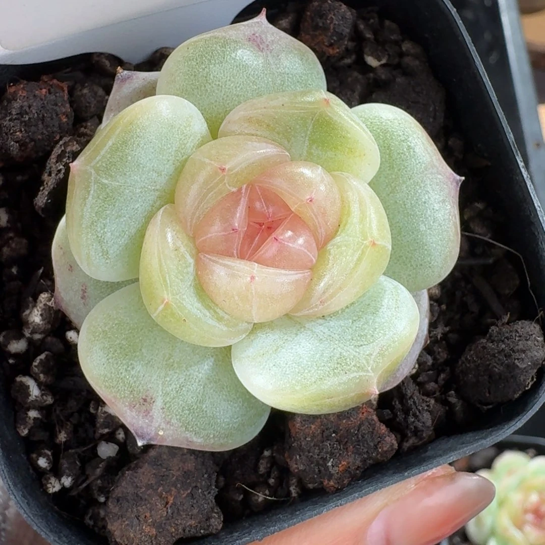 芥***事1209-23-0021（克洛伊补差价）