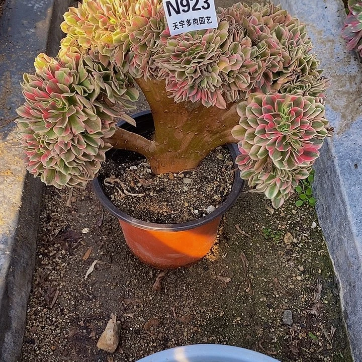 多肉植物女巫缀923多肉