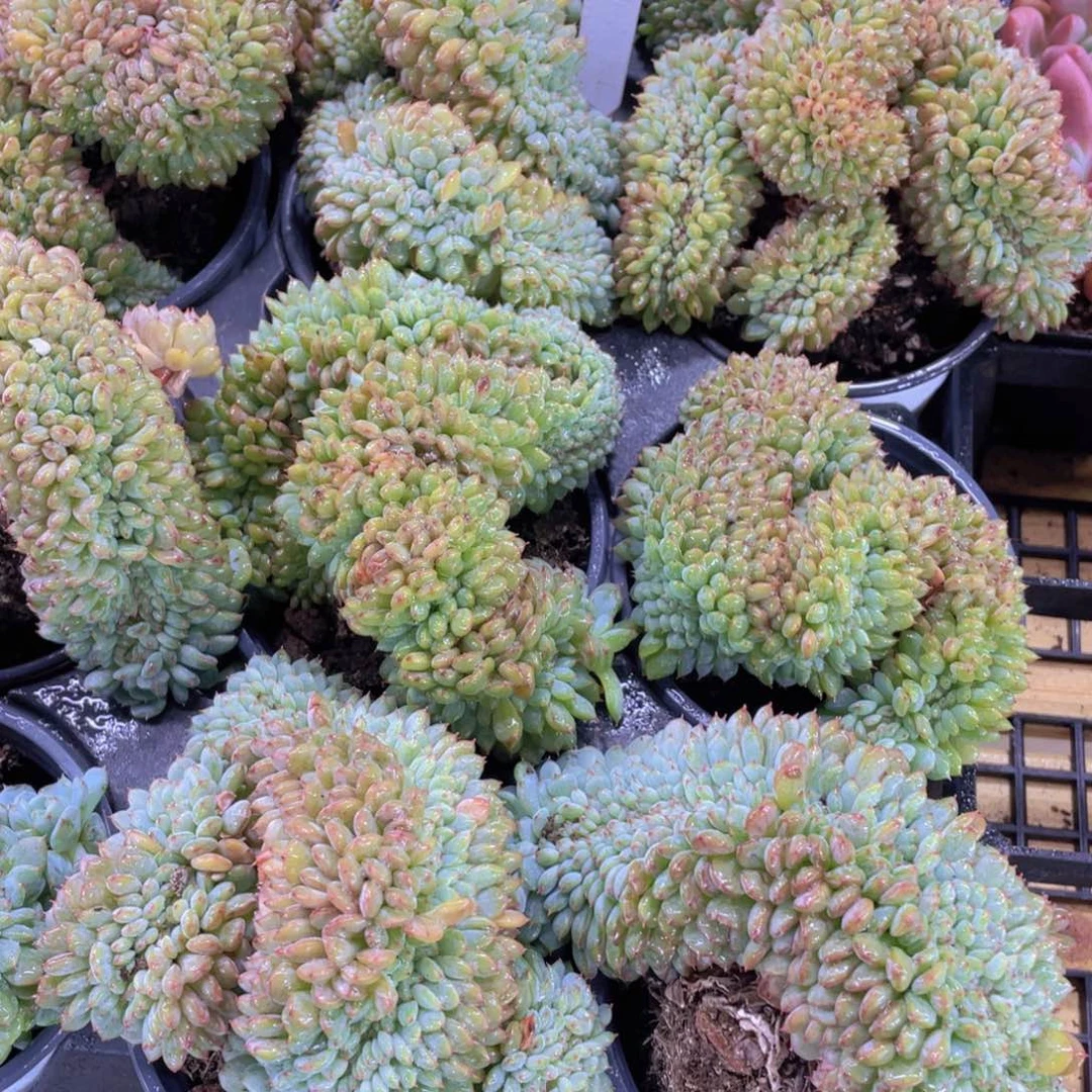 量拍71号 老桩带板子白胖子缀化一个
