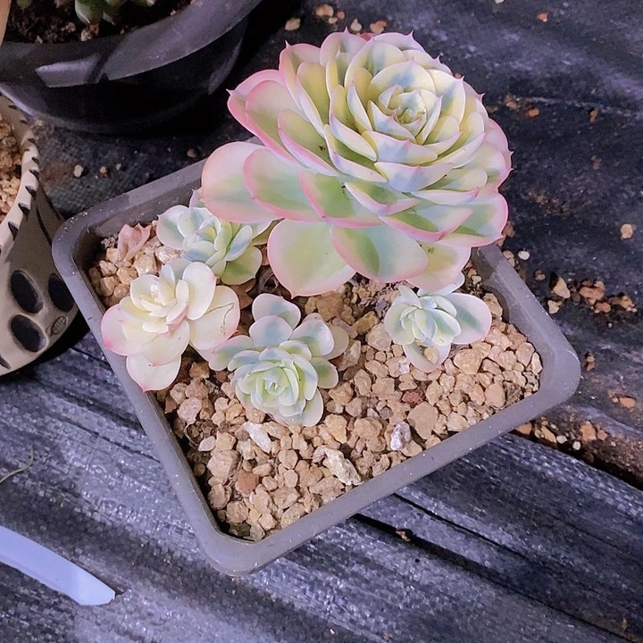 相****多肉植物多肉植物