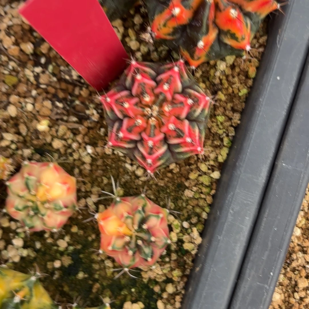 L507-1222泰国发货