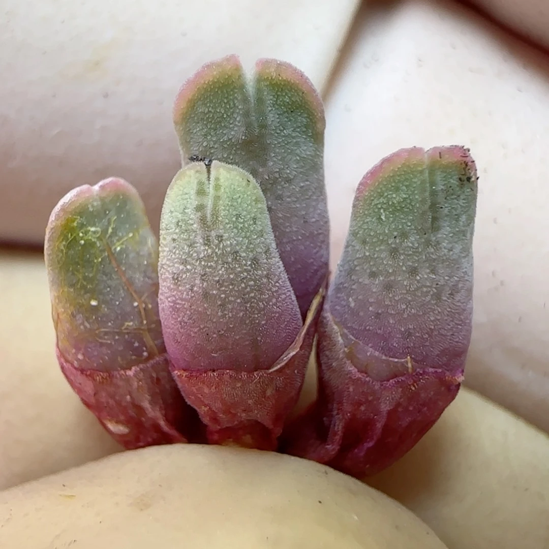 727园艺优选猪蹄