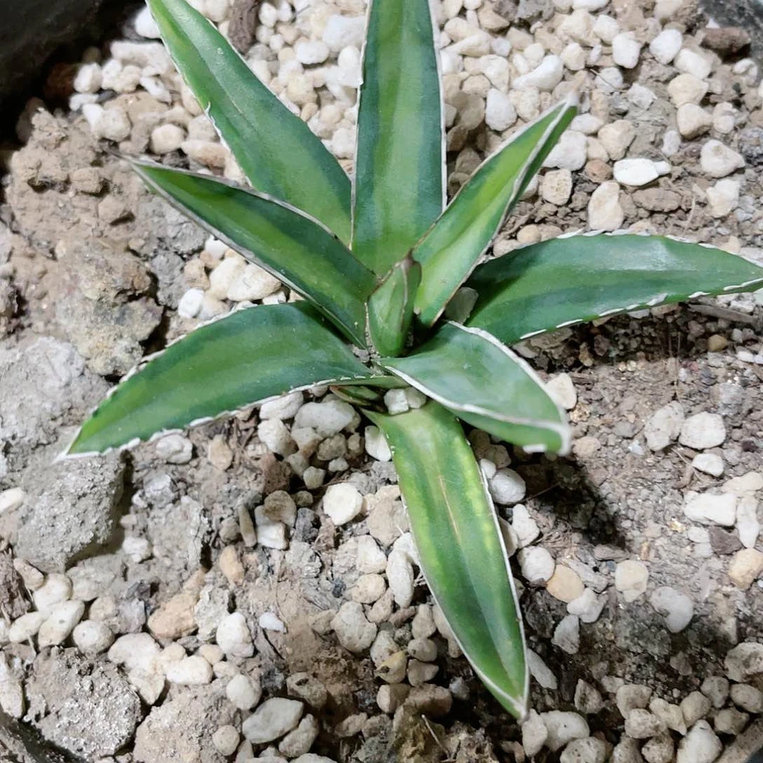 冰**地达摩黄中斑龙舌兰包邮
