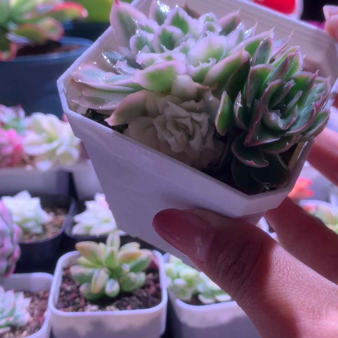 紫蝴蝶宽覆轮锦有根