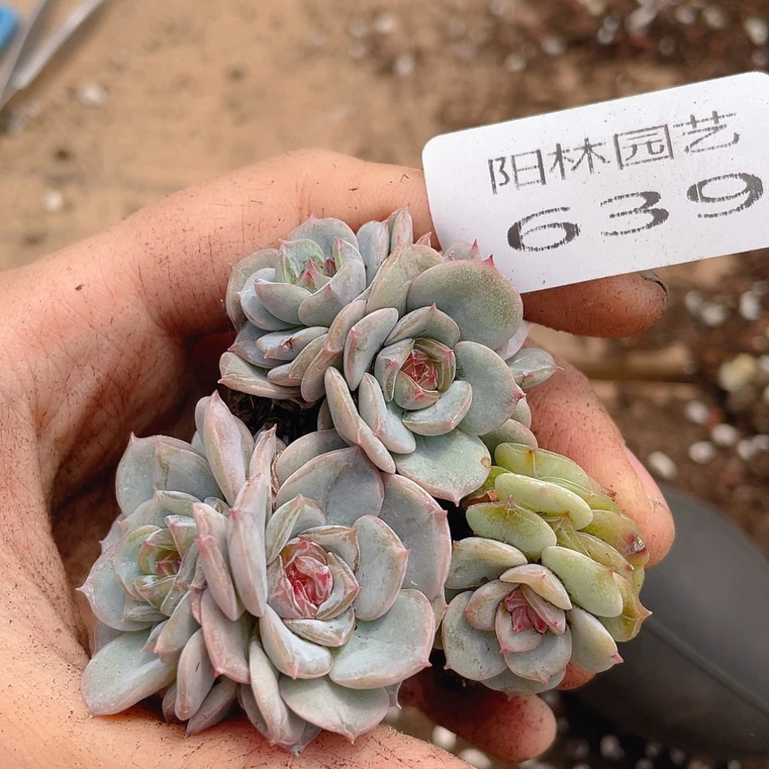 多肉植物多肉植物639