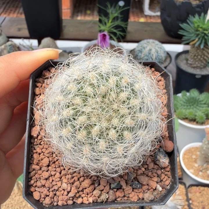 银翁玉371 仙人球