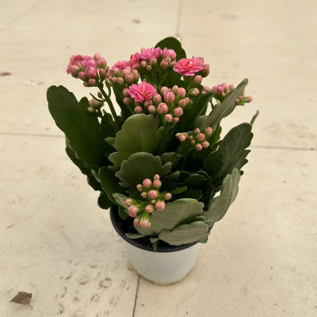 莱茵粉色长寿花盆栽室内阳台好养盆栽