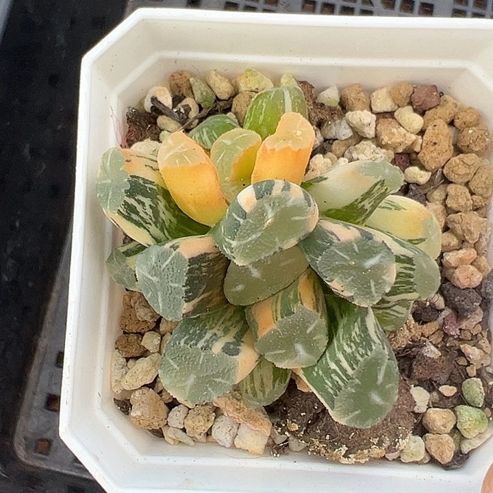 On万象锦多肉植物