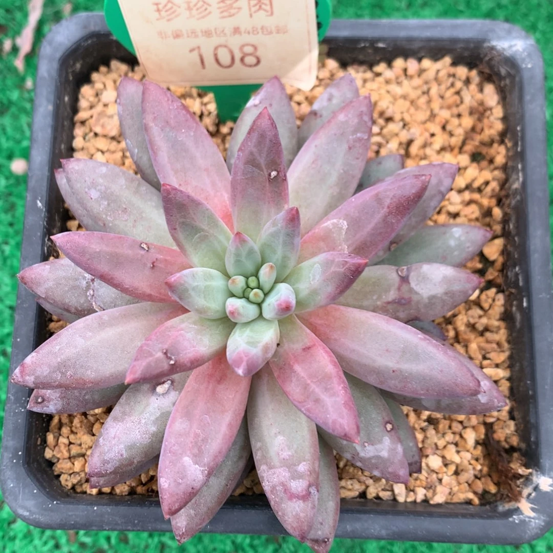 虞美人羽毛体单头108