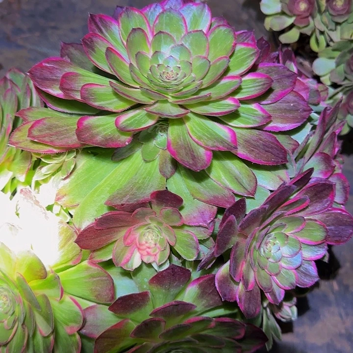 精品莲花捧花亏本福利