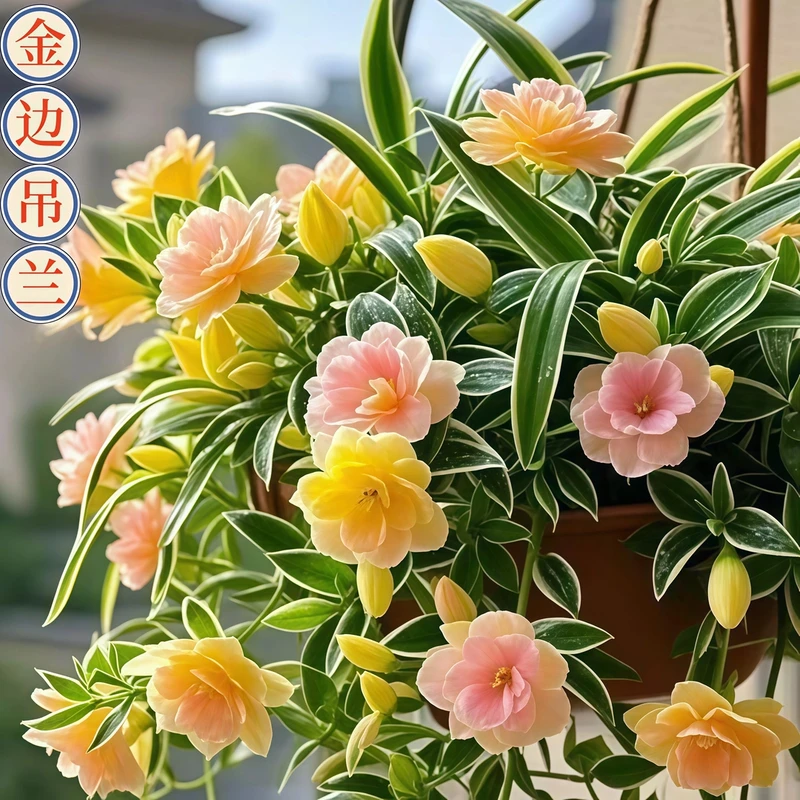 绿植盆栽花卉室内外庭院阳台走廊耐寒热植物金边大花吊兰盆栽好养