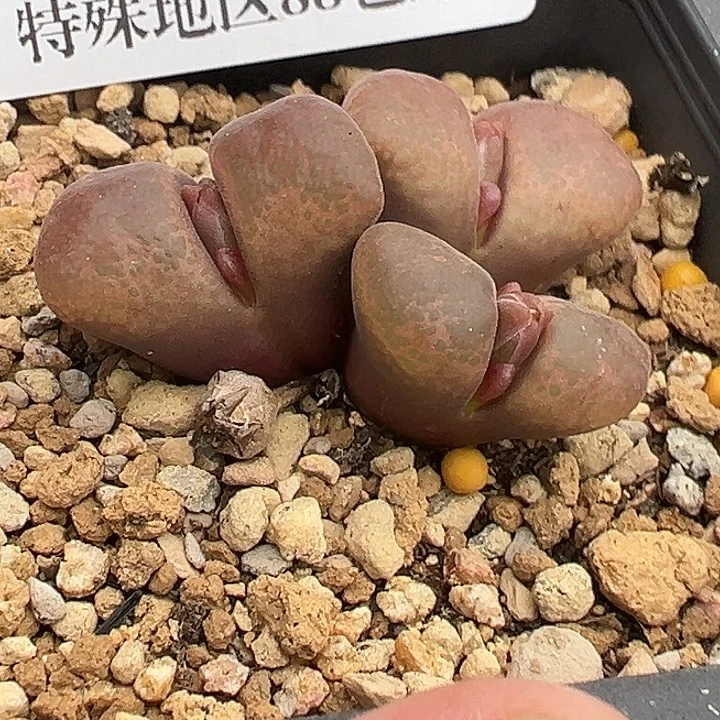 无花朵788号福利风铃