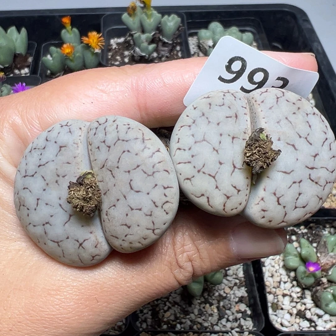 【闪购商品】993。 4公分双头