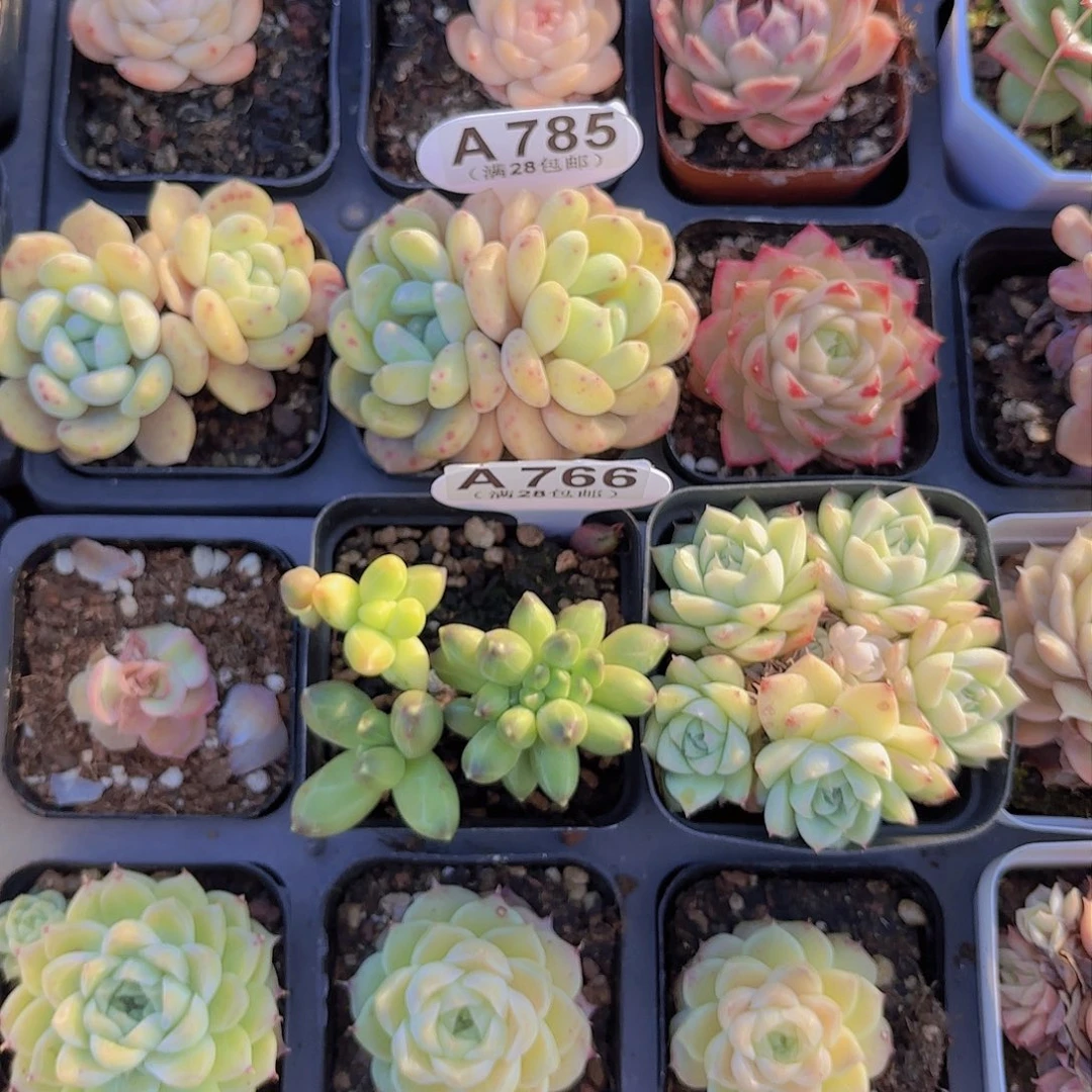 A785鹅卵石一物一一拍