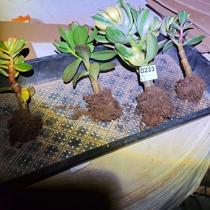 大***运四棵不同品种花月233