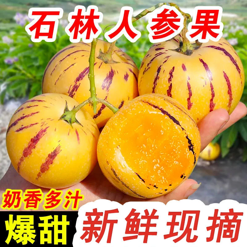 云南石林树上熟人参果大圆果爆甜多汁奶香黄肉新鲜应季水果 包邮