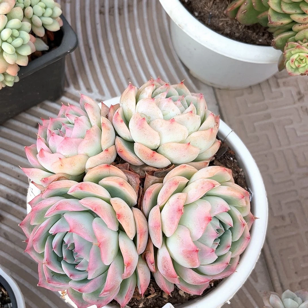 侧影小小小11022