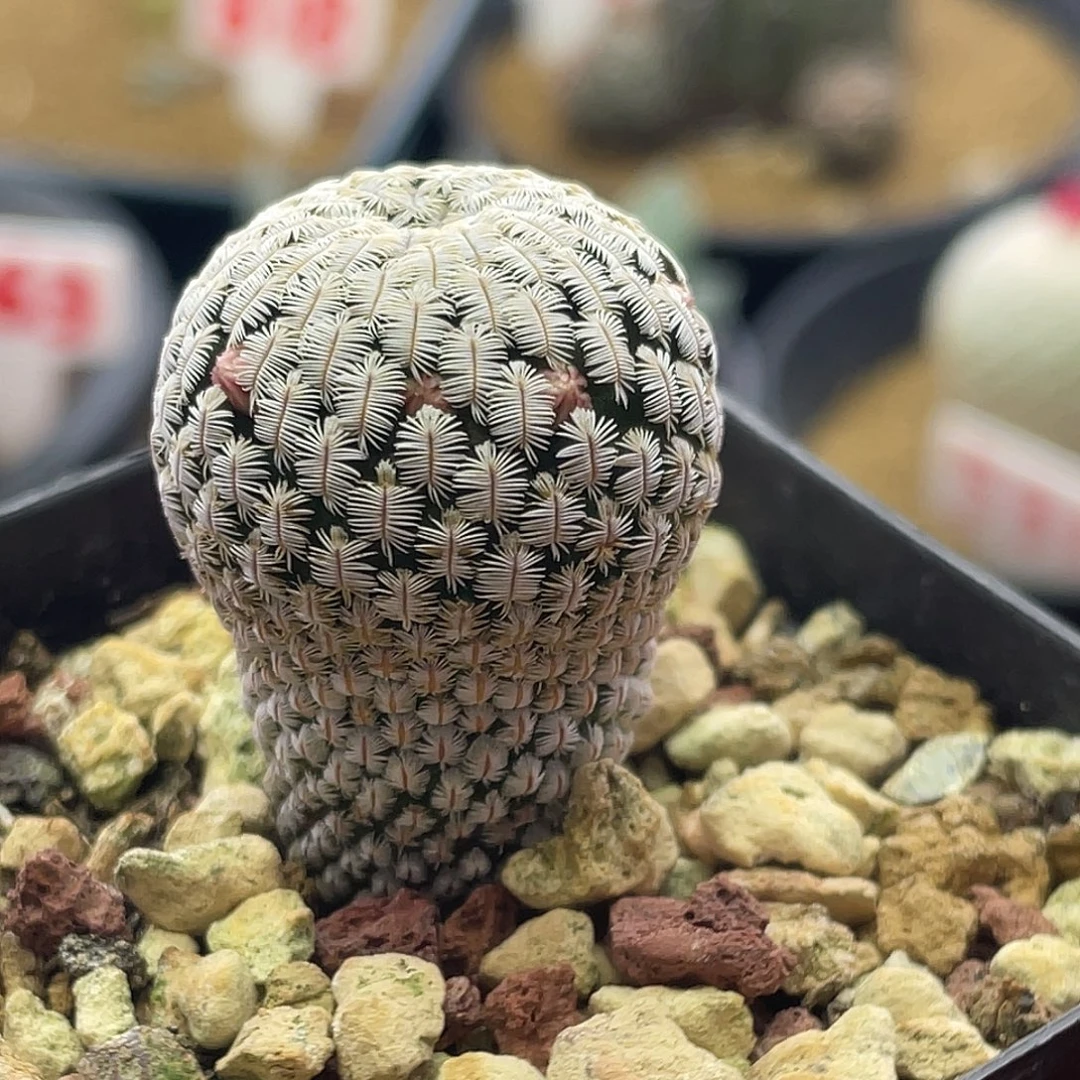 海***风实生乳突白斜子有花苞专拍