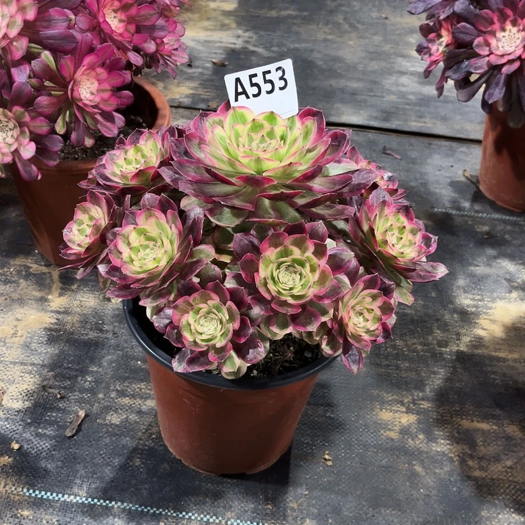 多肉植物云荷553多肉