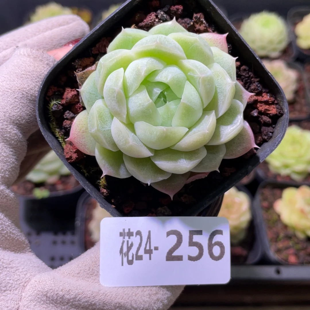 花利美24-256麦秆