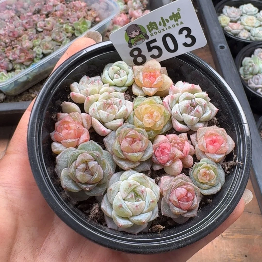 多肉植物多肉植物