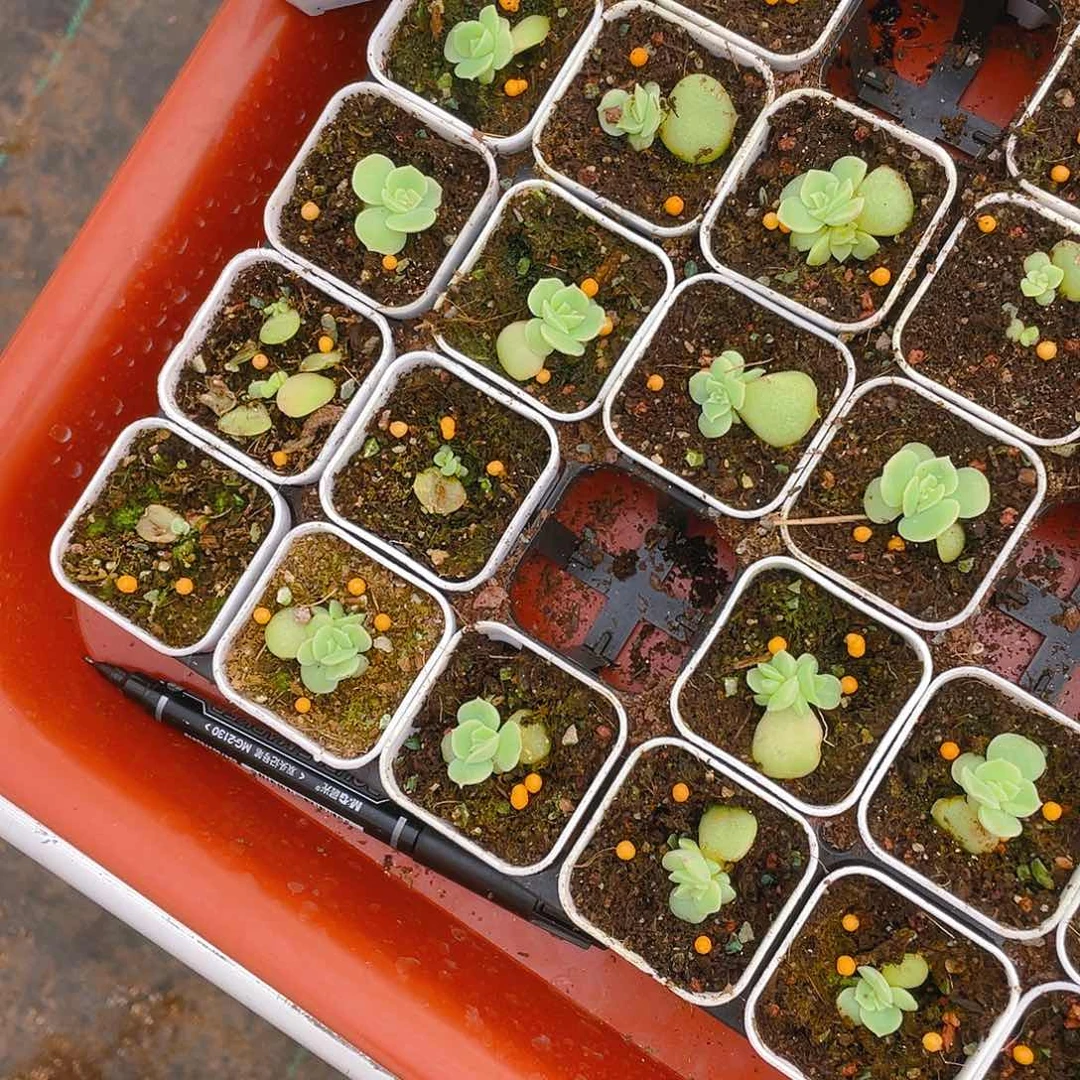 水晶虾饺小一点的盆一个满25包邮