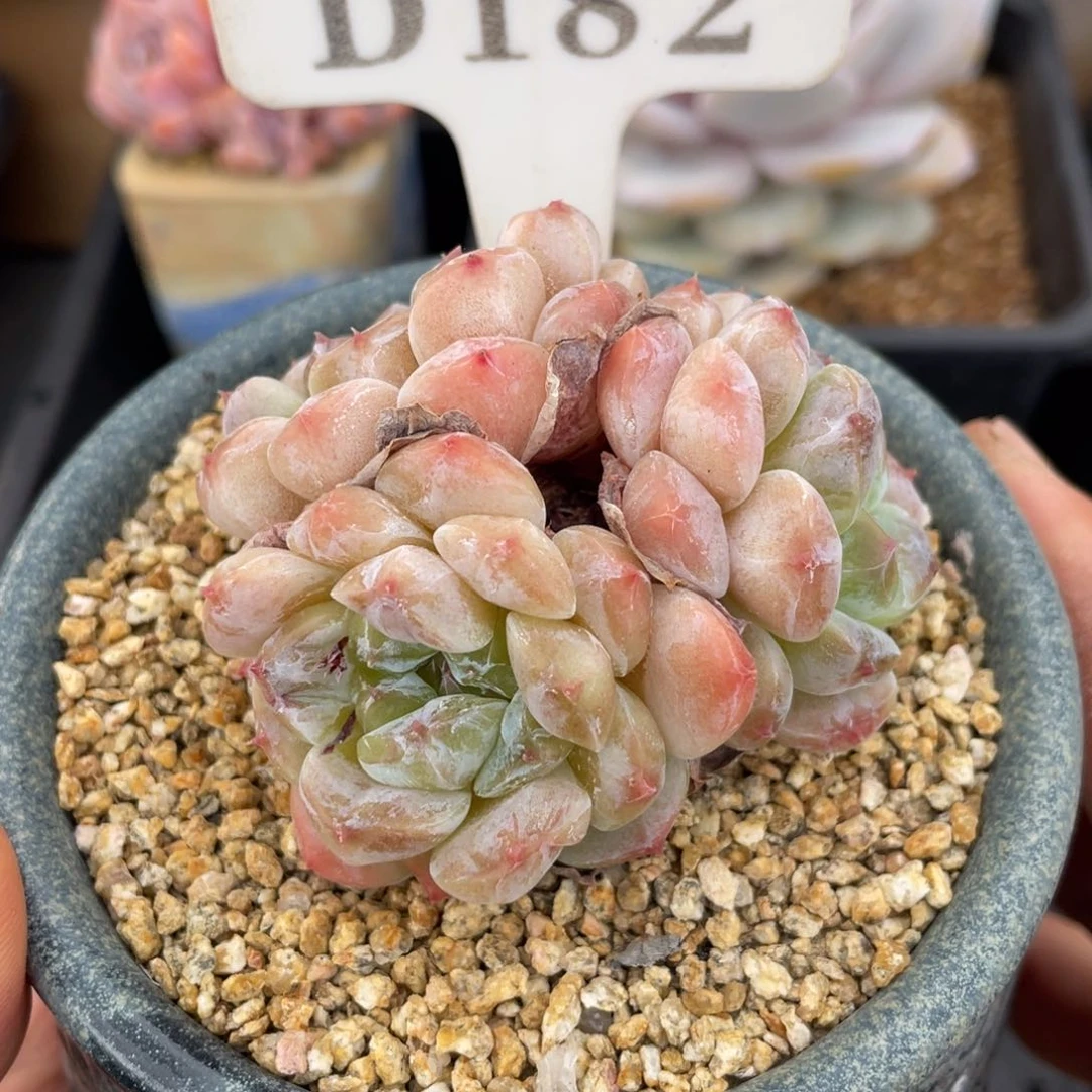 182冰魄不带盆7厘米