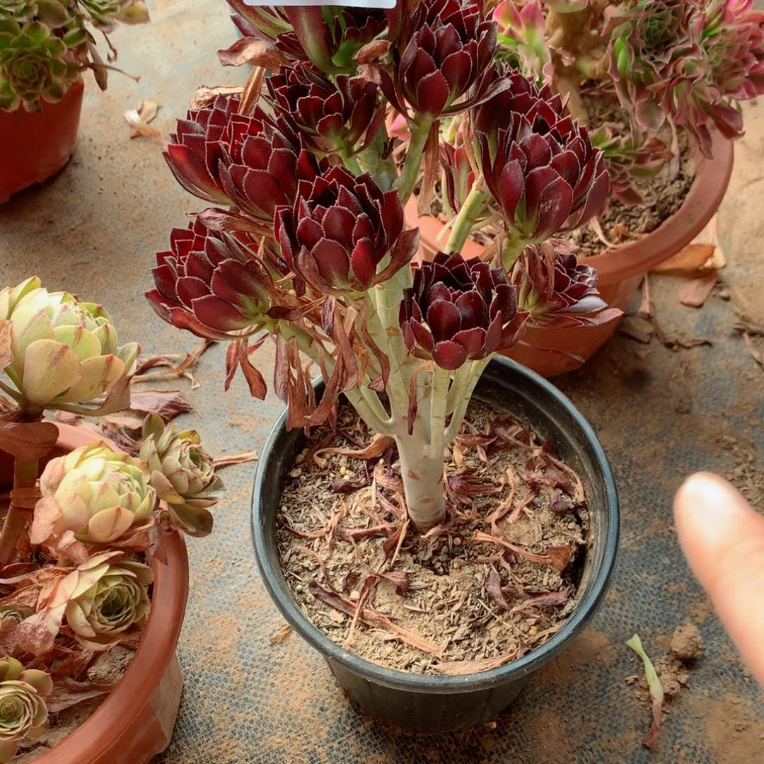 晚*吟多肉黑发师高干151