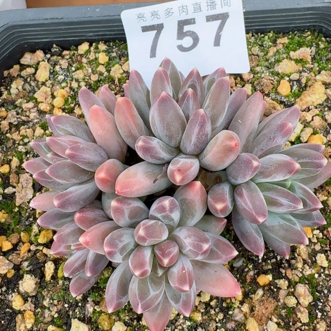 福利美人757      愿你一路坦途，乘风破浪展宏图