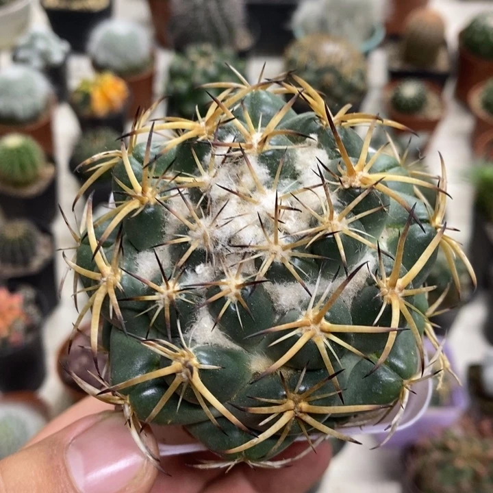 实生中号天丝象牙