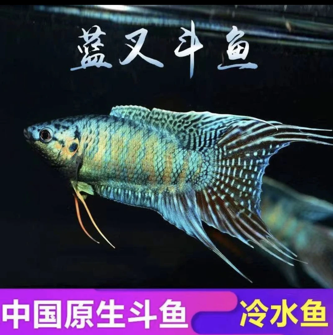 中国斗鱼蓝叉活鱼淡水冷水观赏鱼好养耐活小型鱼不打氧懒人新手鱼