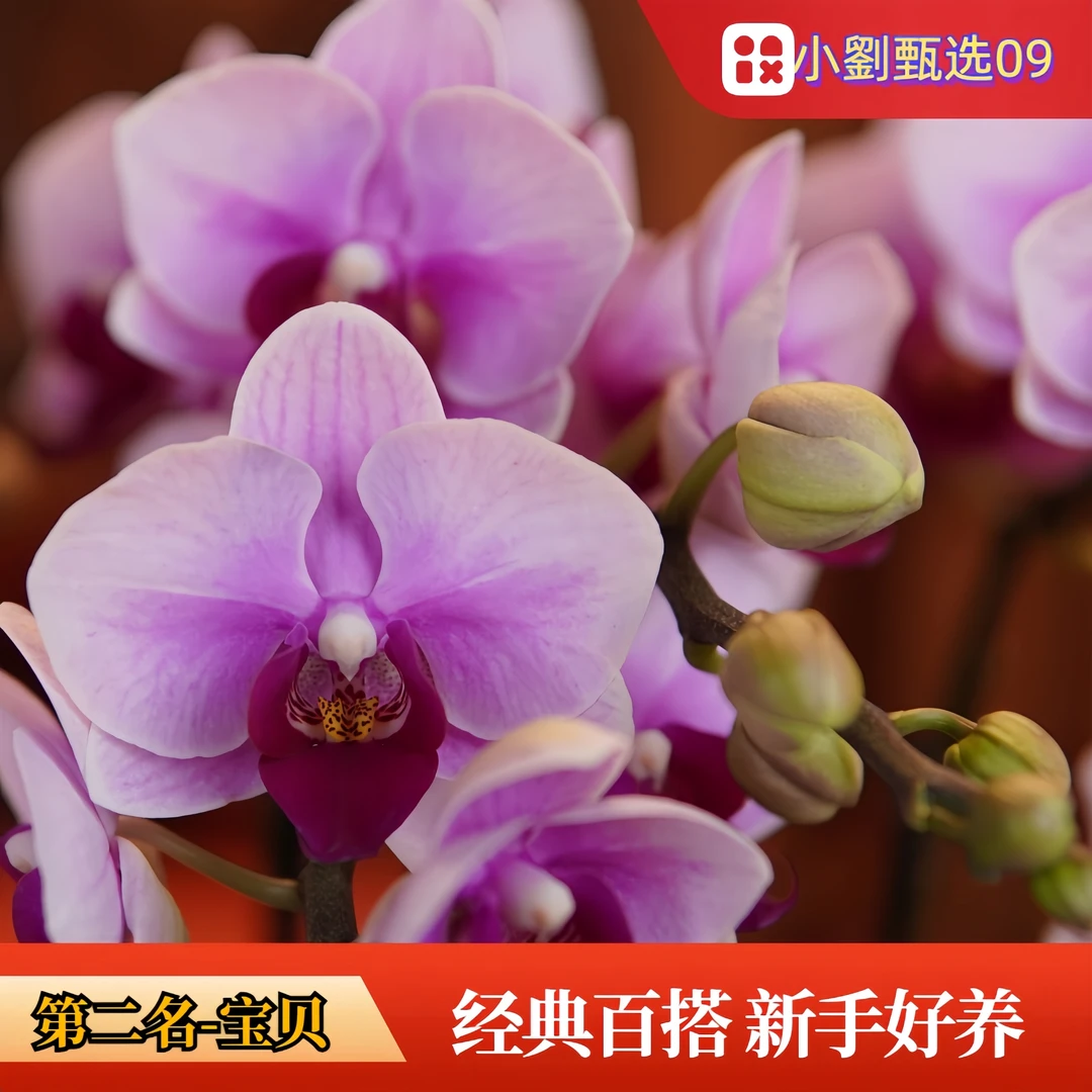 【宝贝09】组盆款精美蝴蝶兰花卉盆栽佛山基地批发直播次日达